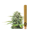 Monster Cookies | Infused Blunt | 2g - 2g