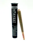 Original Glue | 1.25g Infused Pre Roll - 1.25g