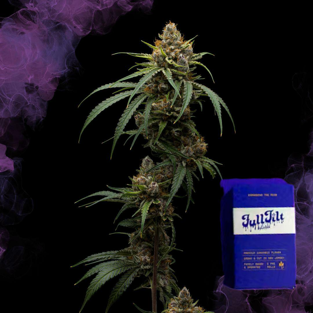 Black Cherry Punch | 2.5G Pre-Rolls | 5pk