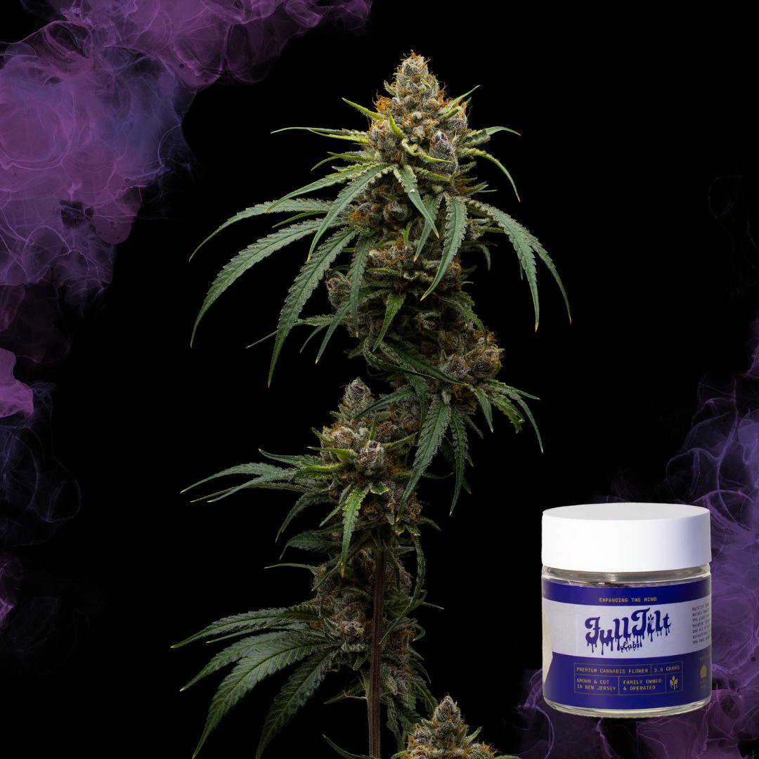 Black Cherry Punch | 3.5G Flower