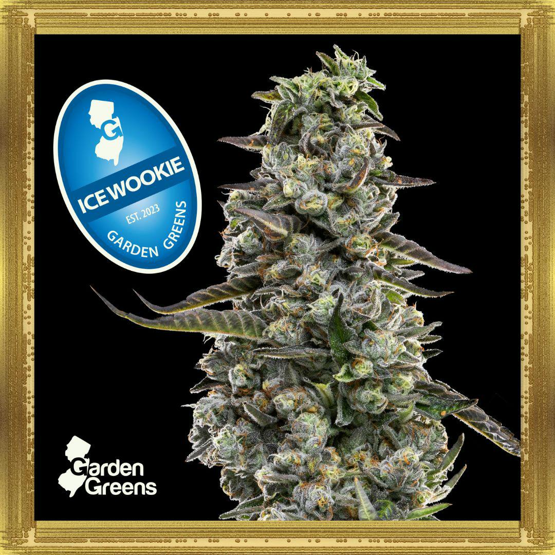 Ice Wookie | 7G Flower