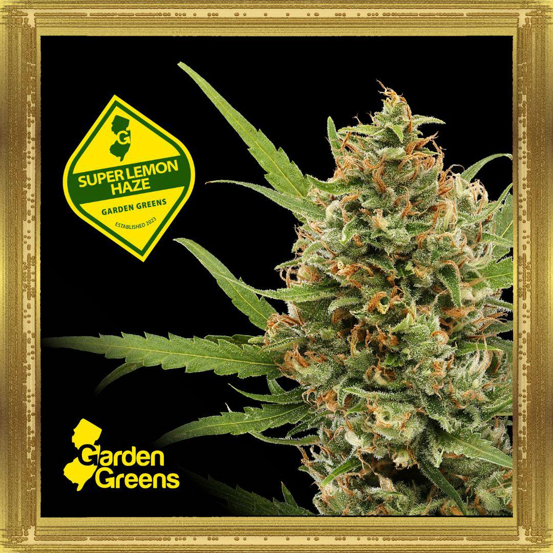 Super Lemon Haze | 3.5G Flower