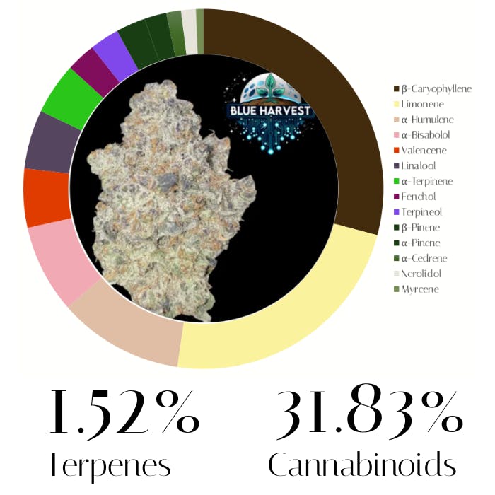 Cherry Payton by Blue Harvest | Flower |