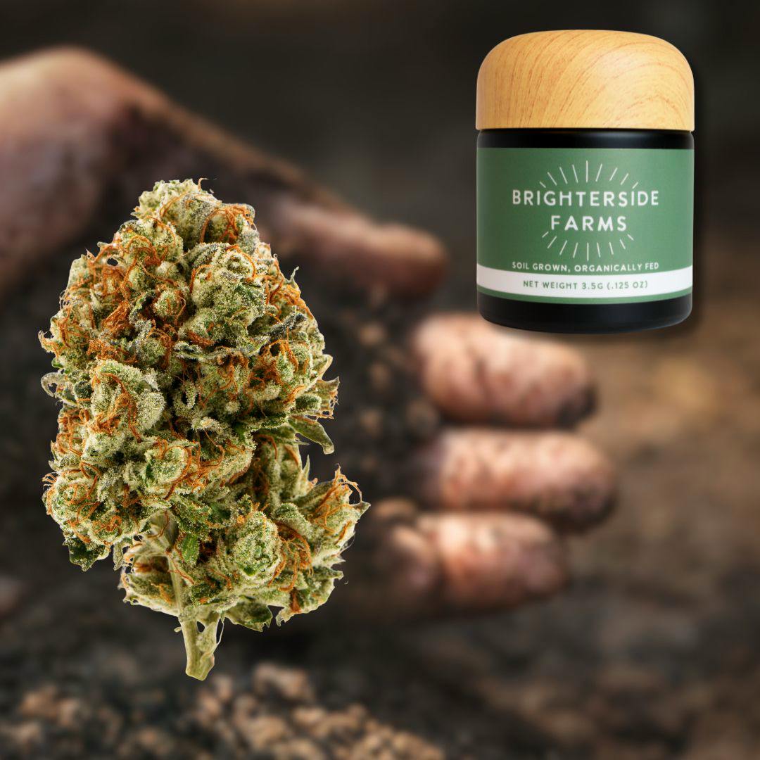 Best Day Ever | 1G Flower