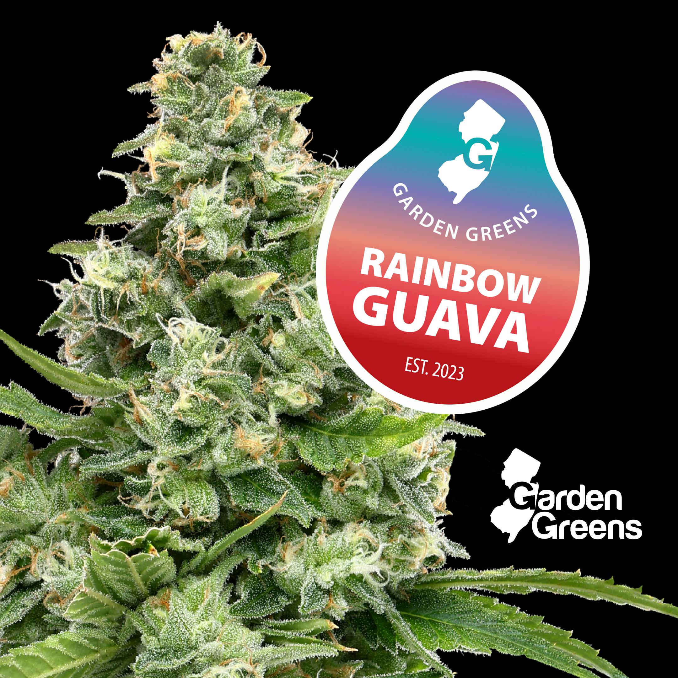 Rainbow Guava I  I Garden Greens