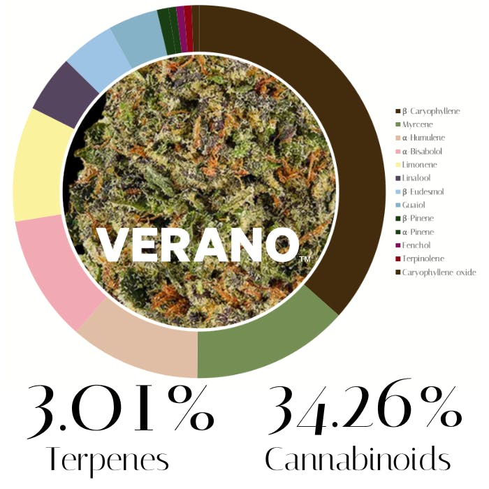 Blueberry Muffins by Verano | Flower |
