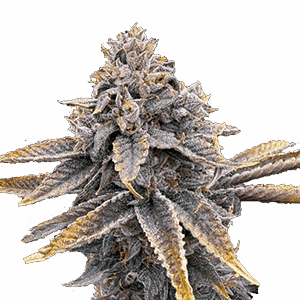 Victory Natural Farms - Sour Blueberry - 3.