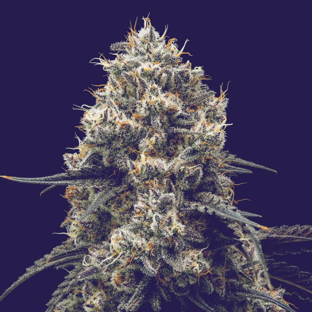 Duffle Full of Blues |