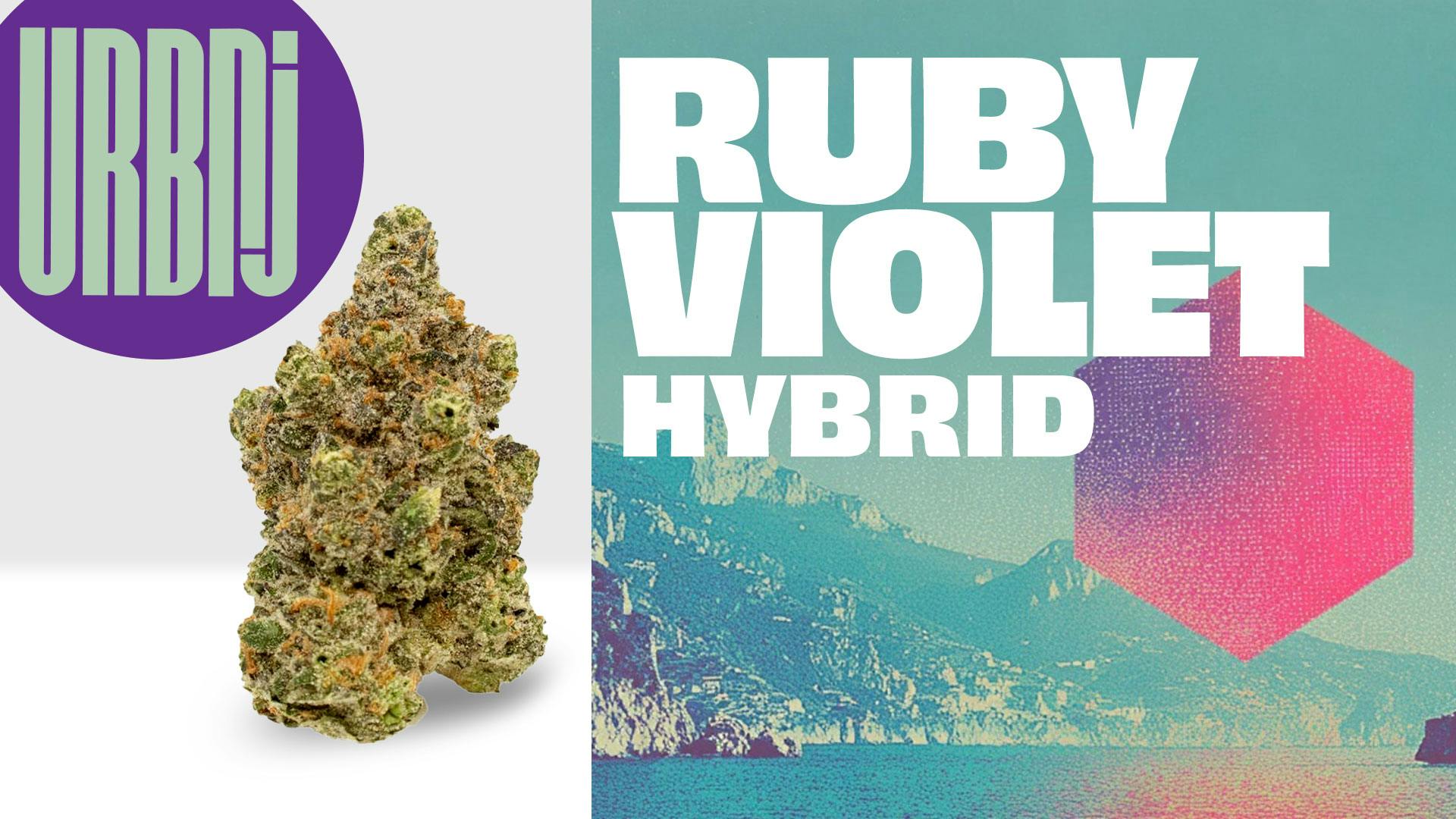 URBNJ - Ruby Violet  Preroll
