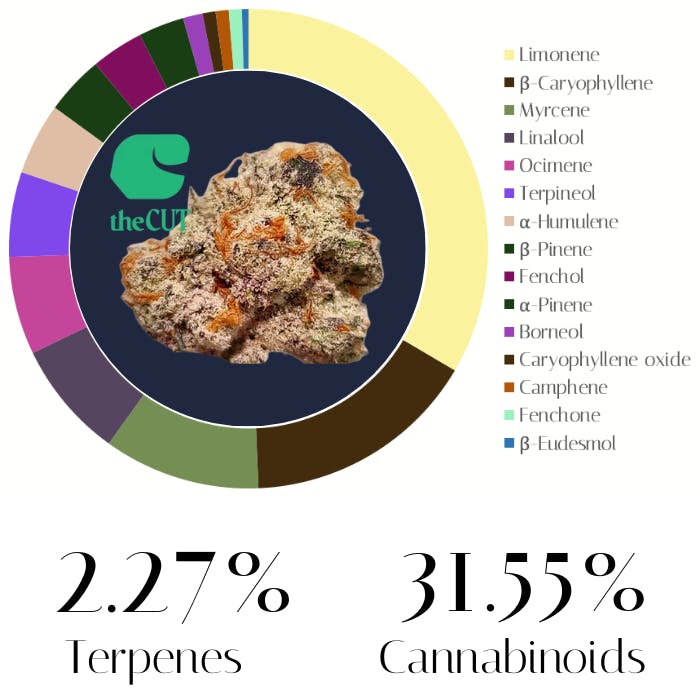 Astronaut Status #24 by The Cut | Flower | 3.