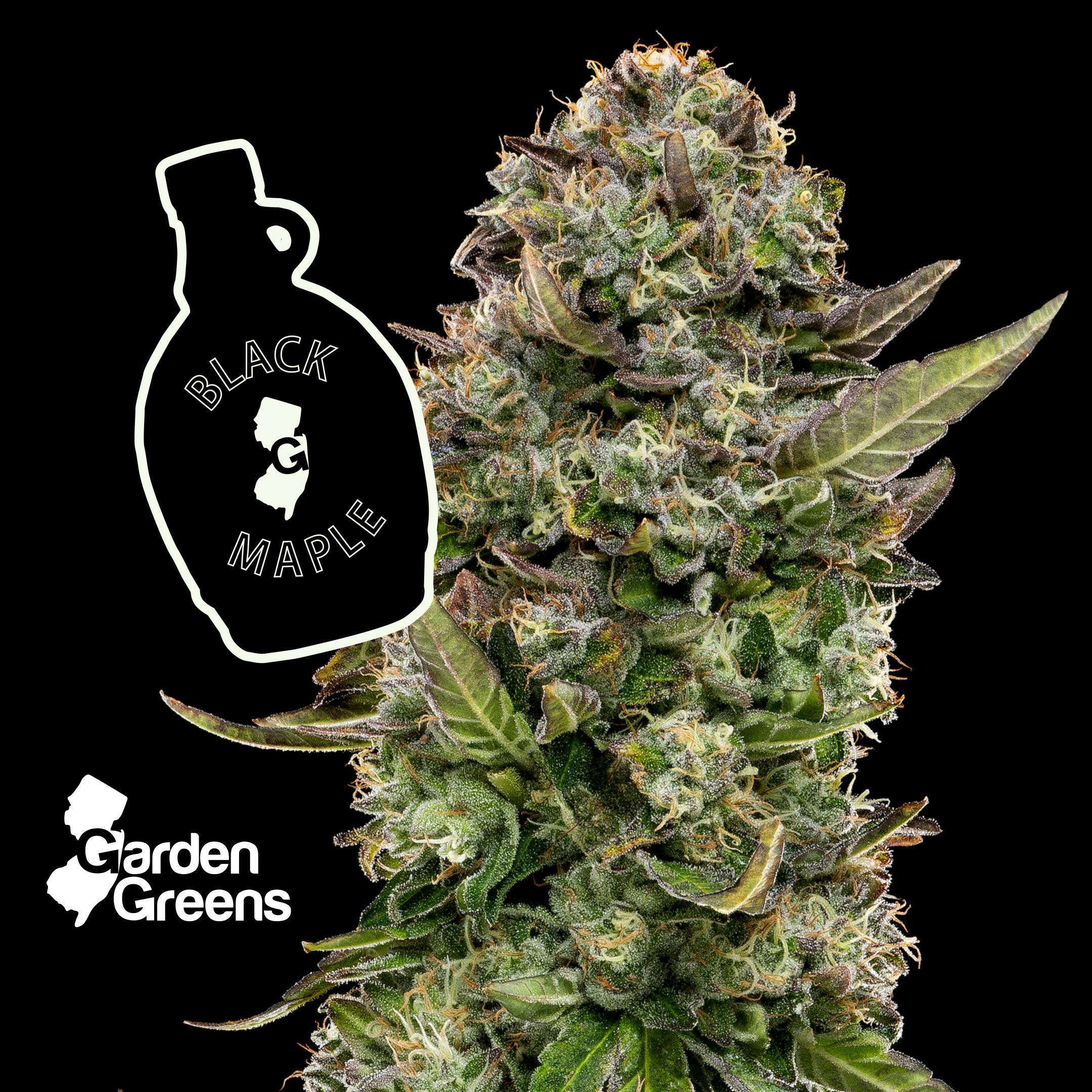 Black Maple I  I Garden Greens