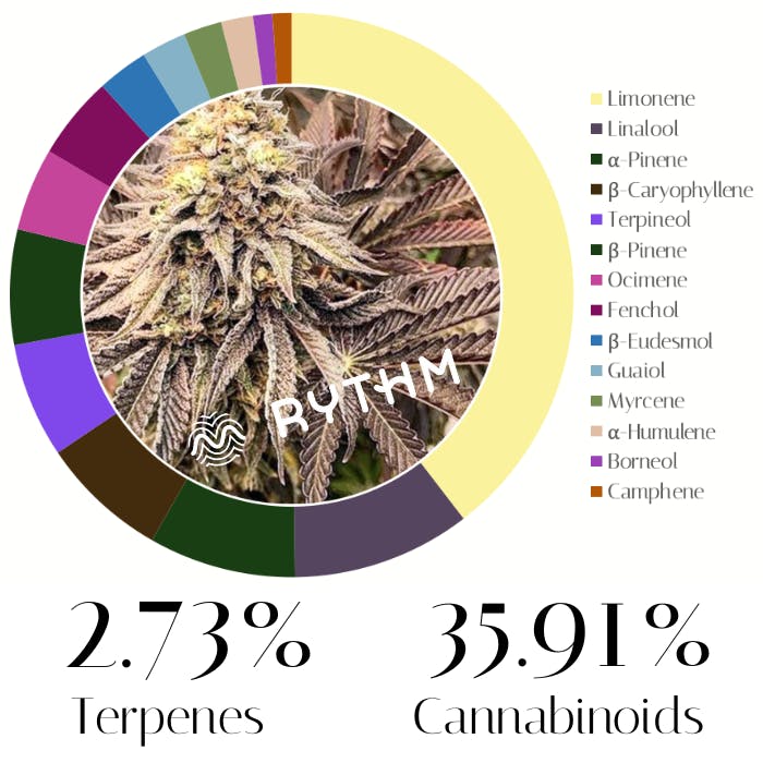 Cranberry Z by Rythm | Flower | 3.