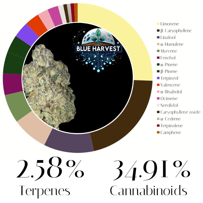 Dark Rainbow by Blue Harvest | Flower | 3.