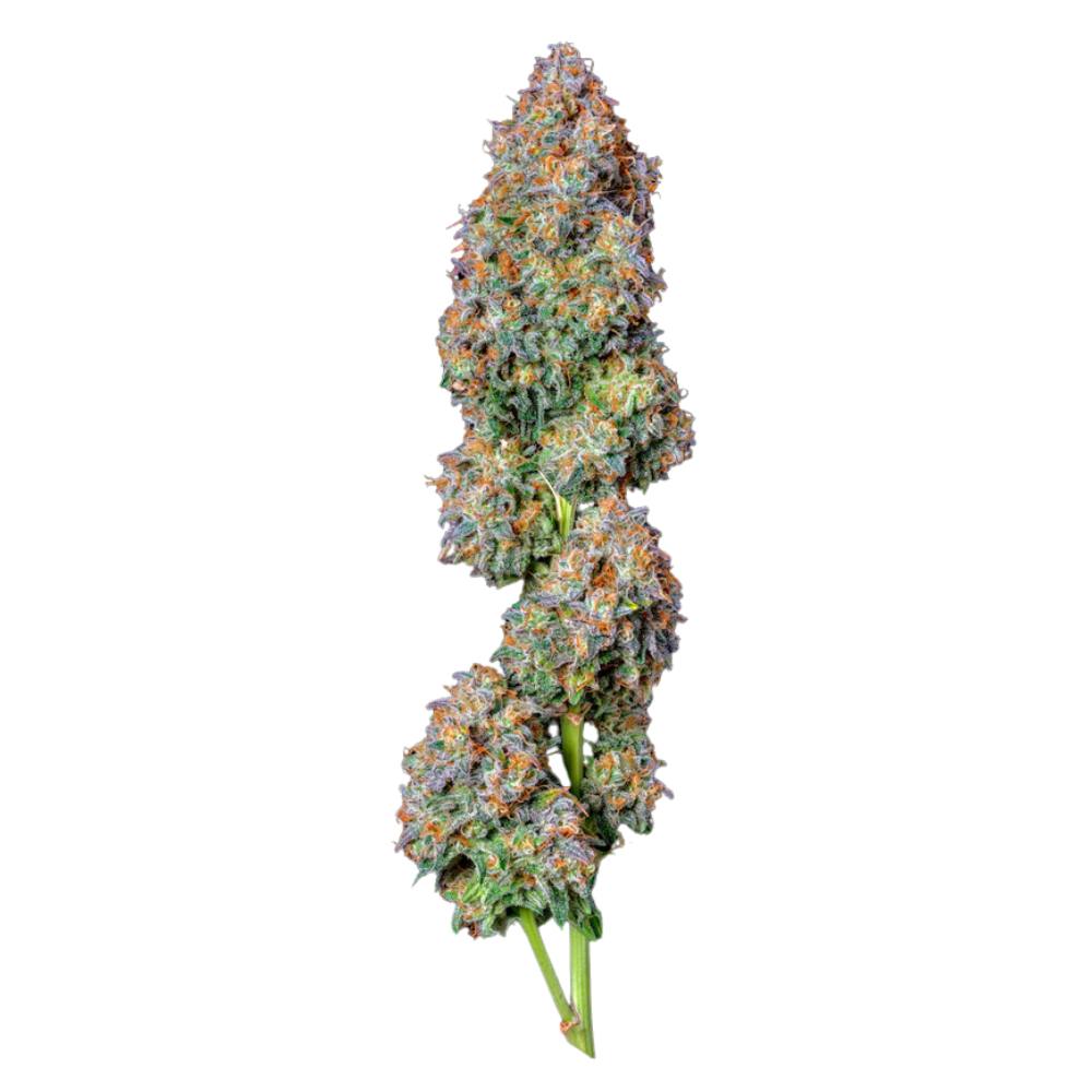 Tiger Rose - 3.5g