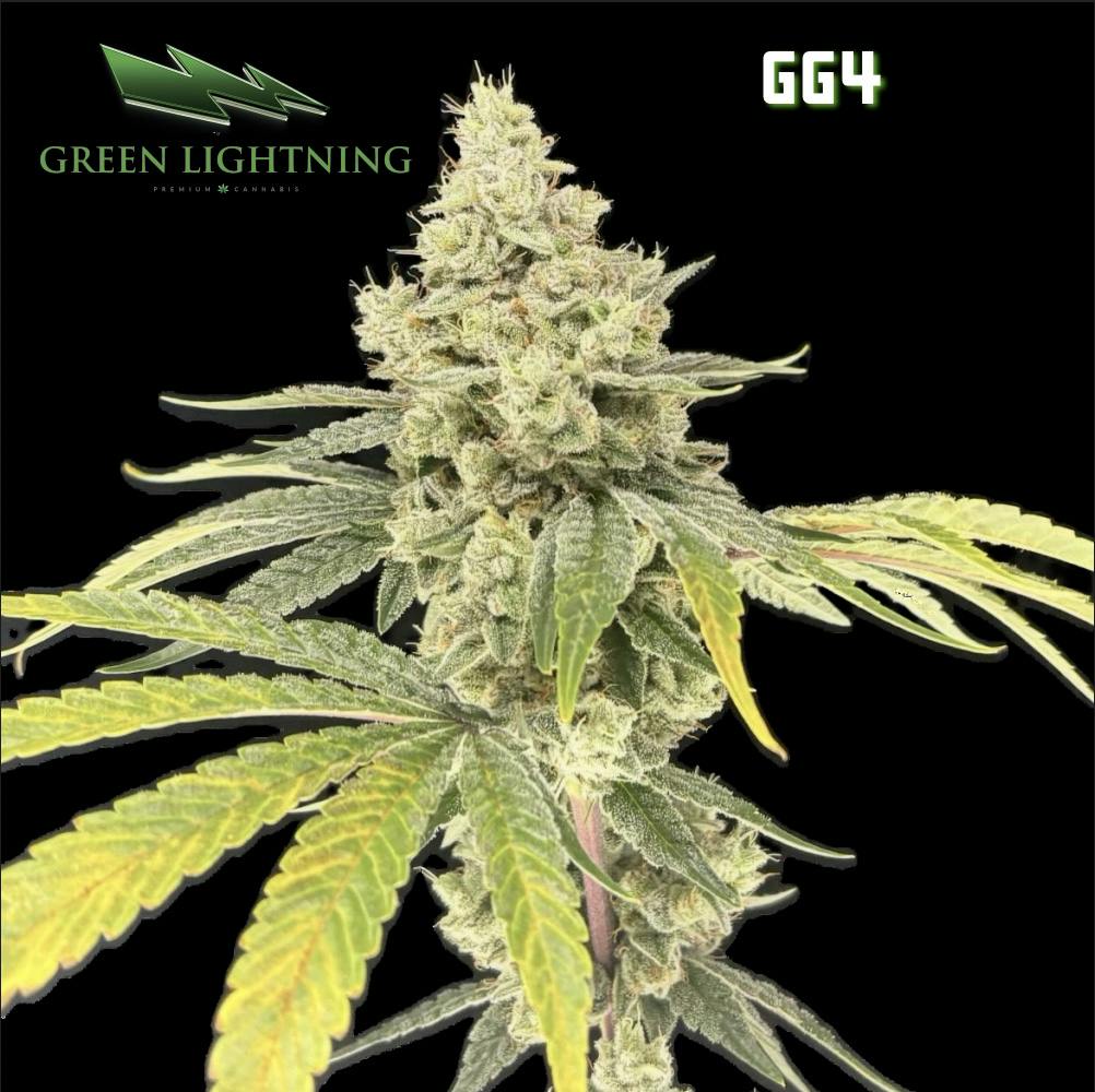 GG4 | 3.5G Flower