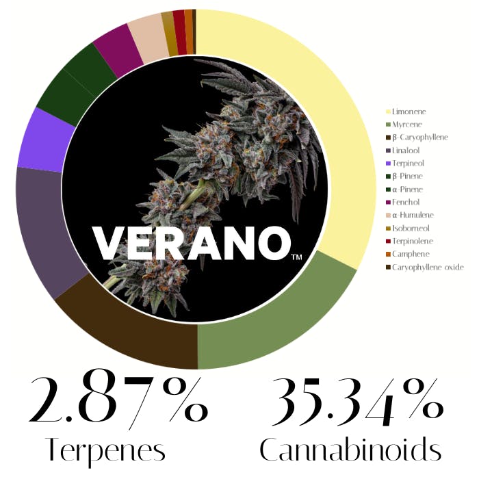 Lemon Cherry Pie by Verano | Flower | 7.