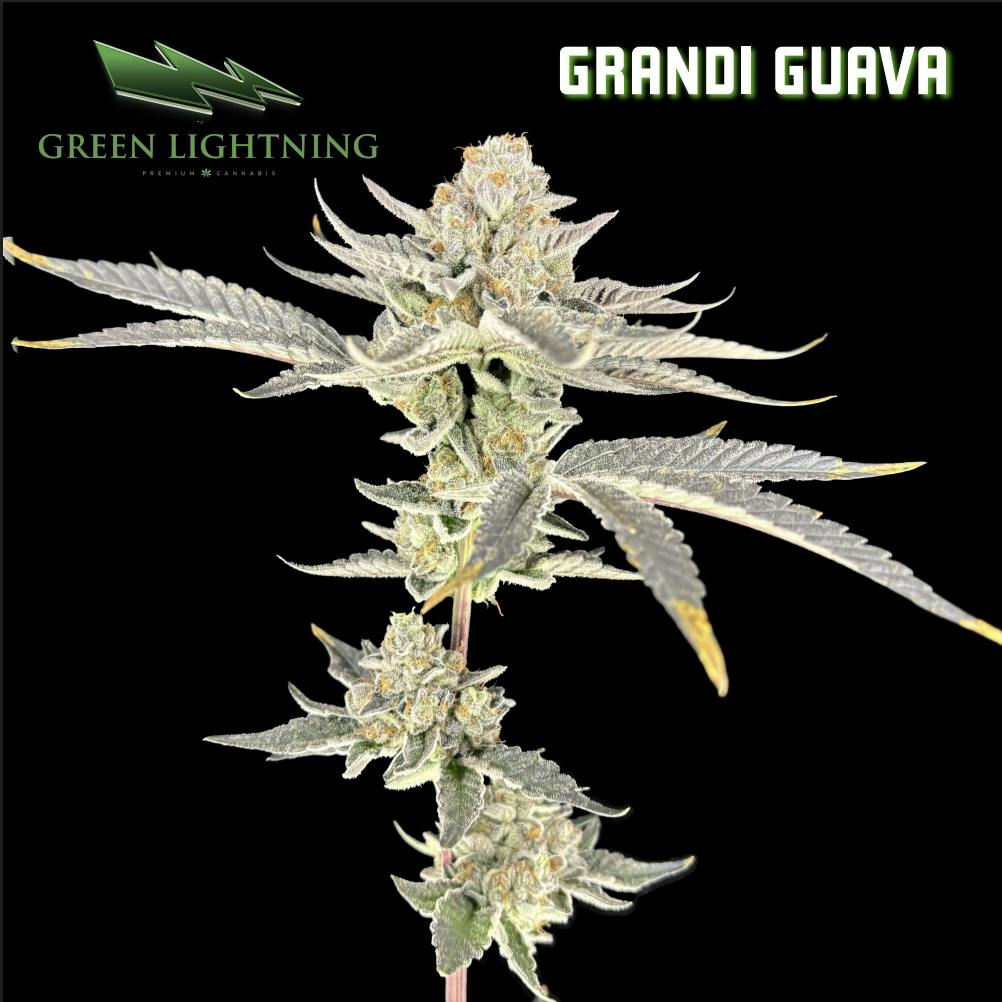 Grandi Guava | 7G Small Buds