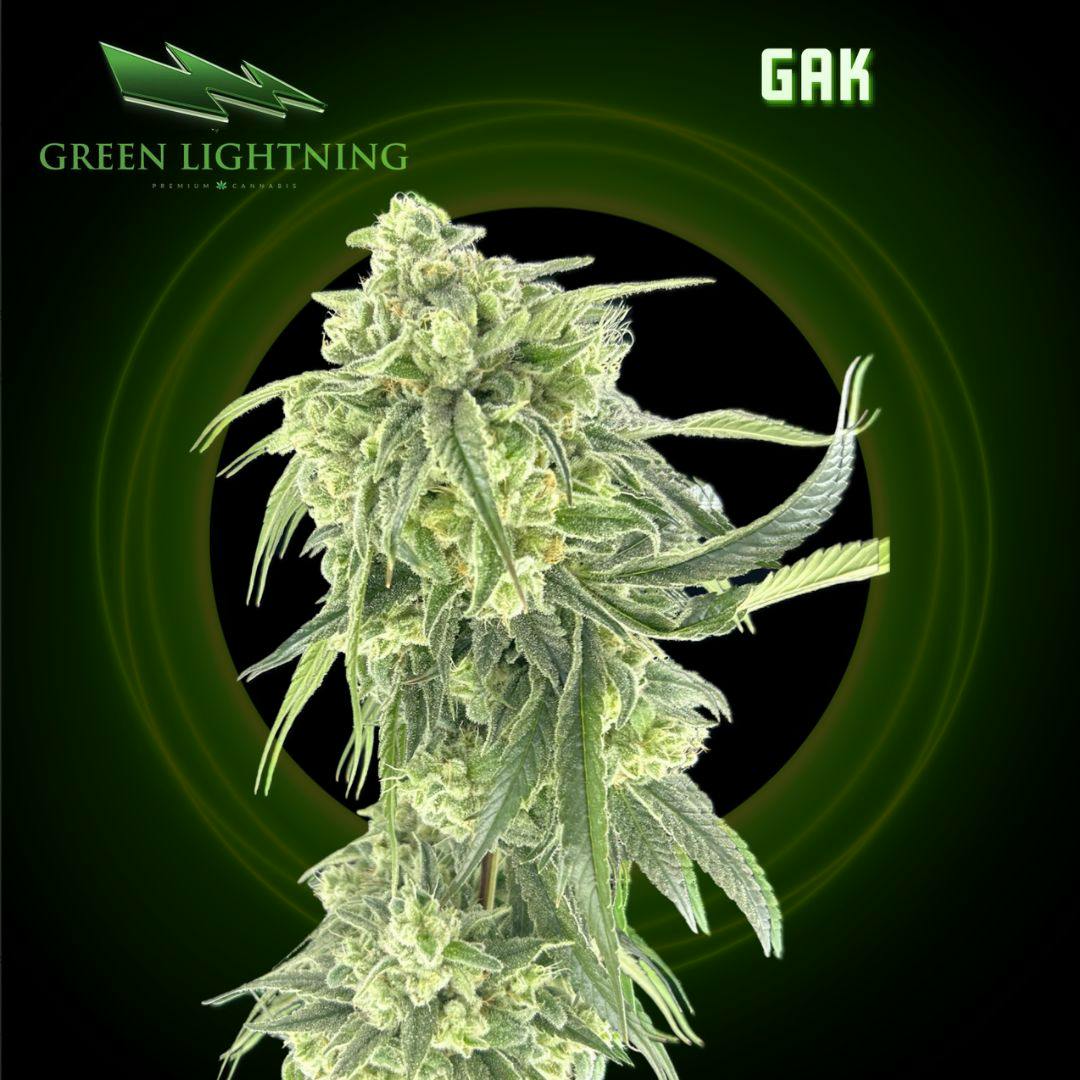 Gak | 3.5G Small Buds
