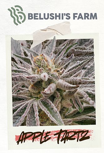 Apple Tartz | 1G Flower