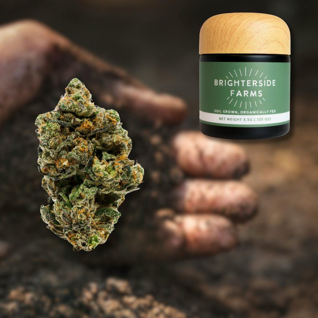 Fortune Cookies | 3.5G Flower