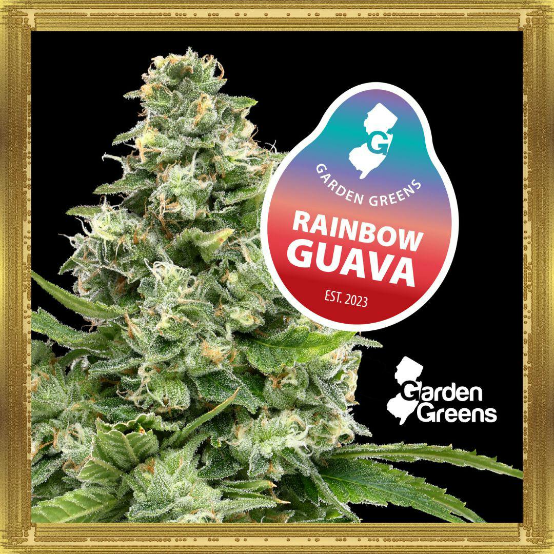 Rainbow Guava | 14G Flower
