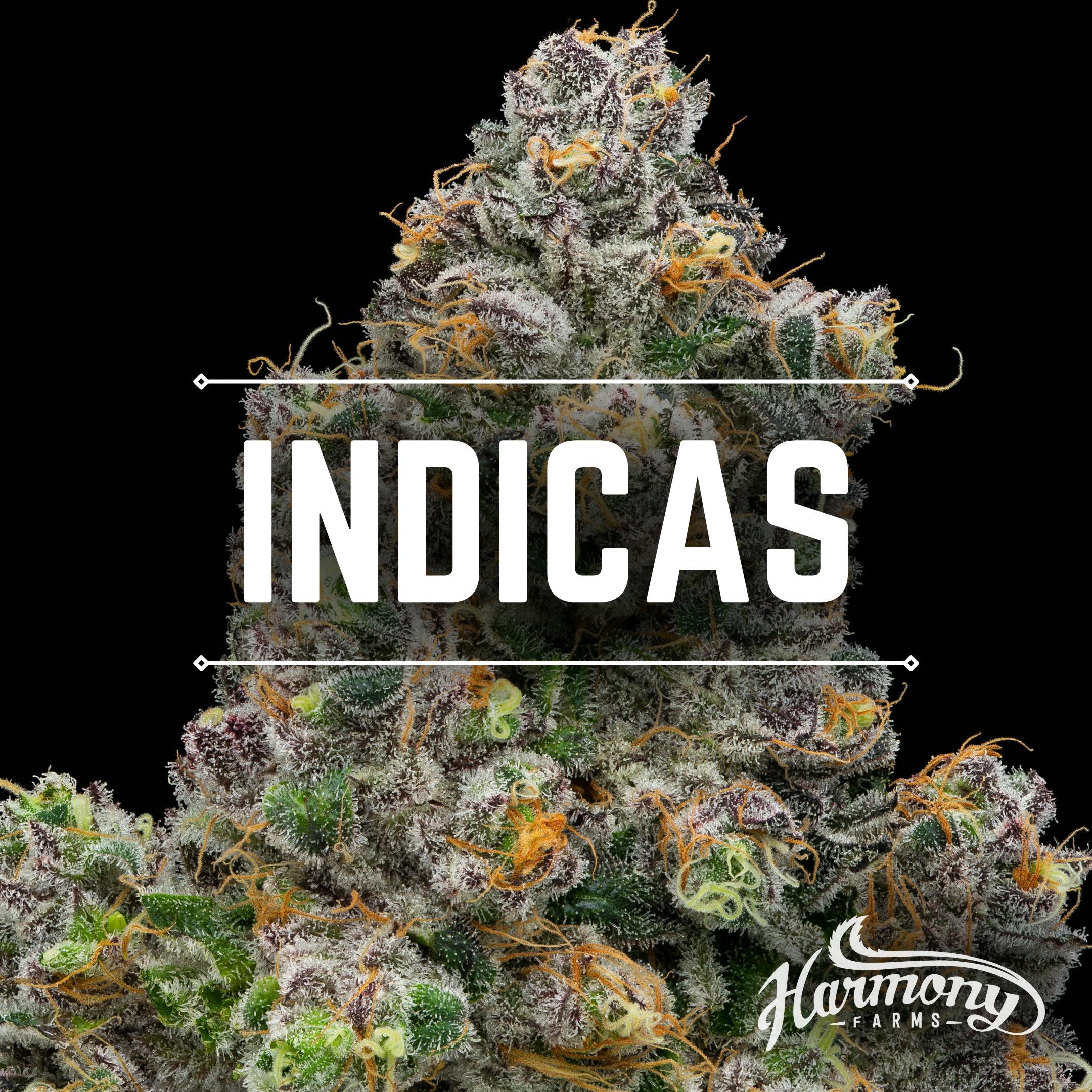 HF - Rose Gold Pave / Blunt - m