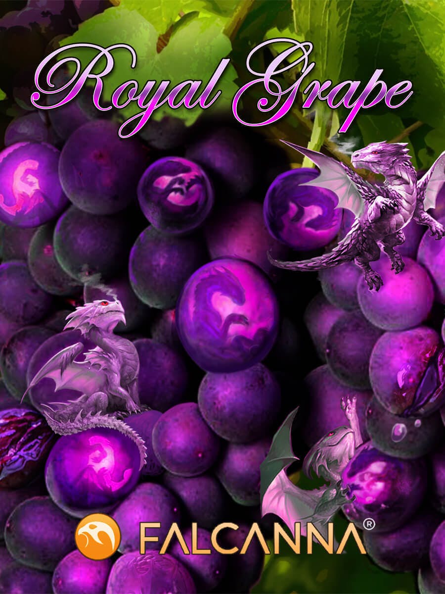 OH - DOH Royal Grape