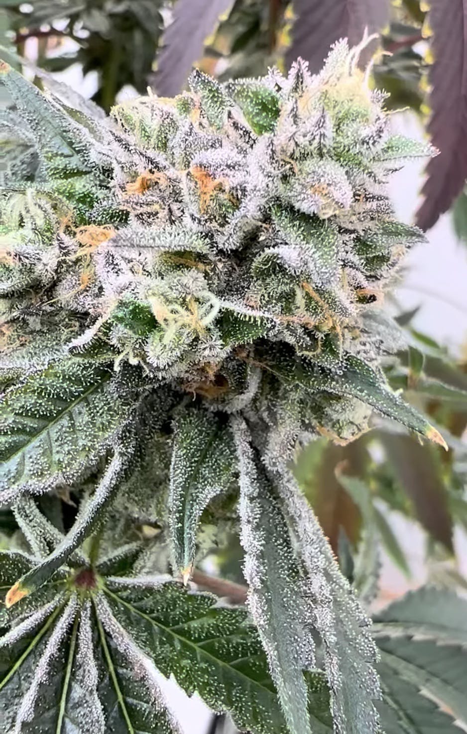 Studio 54 | 3.5G Flower