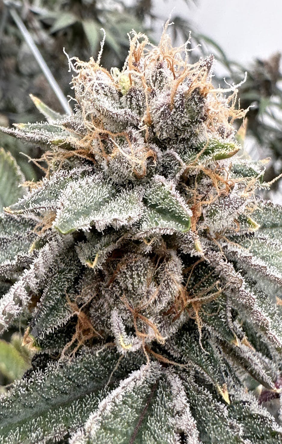 SFV OG | 3.5G Flower