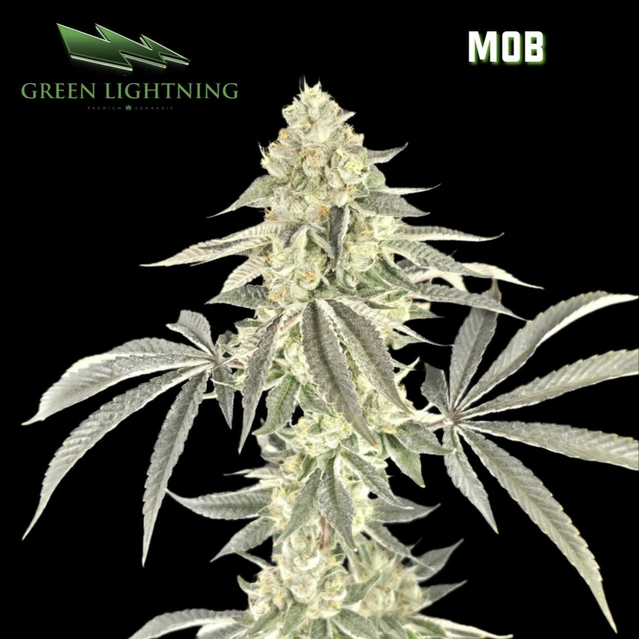 M.O.B. - 28g Mixed Buds