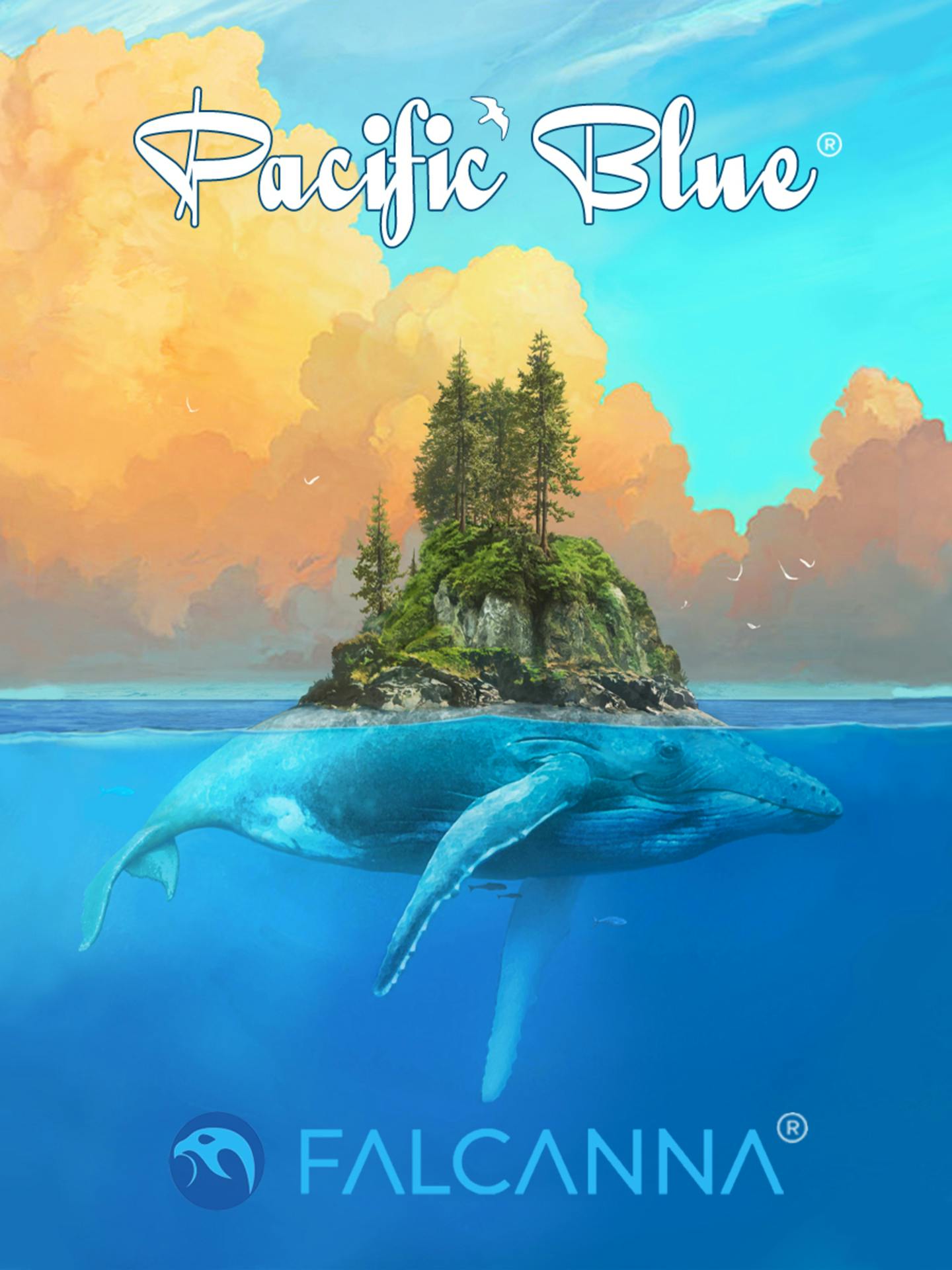 OH - DOH Pacific Blue