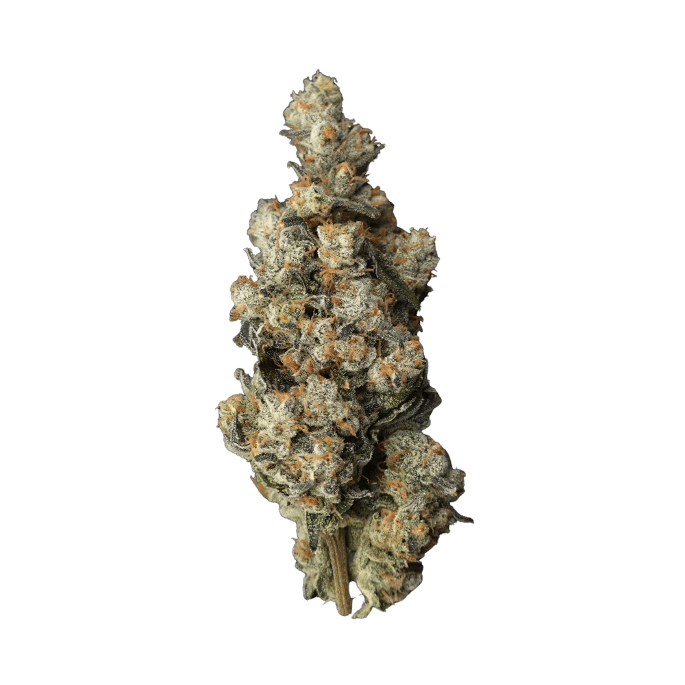 Loma Prieta 3.5G