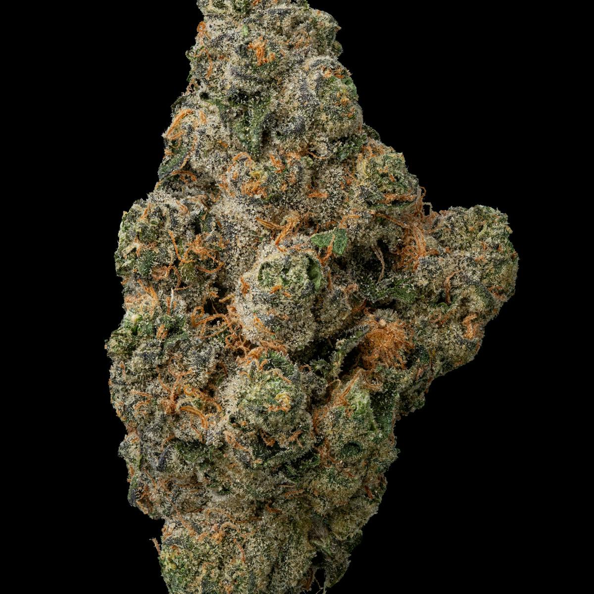 Black Maple #22 28.0 G