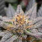 Cotton Candy Cookies 3.5 grams