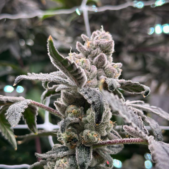 Wholes | Dulce De Uva