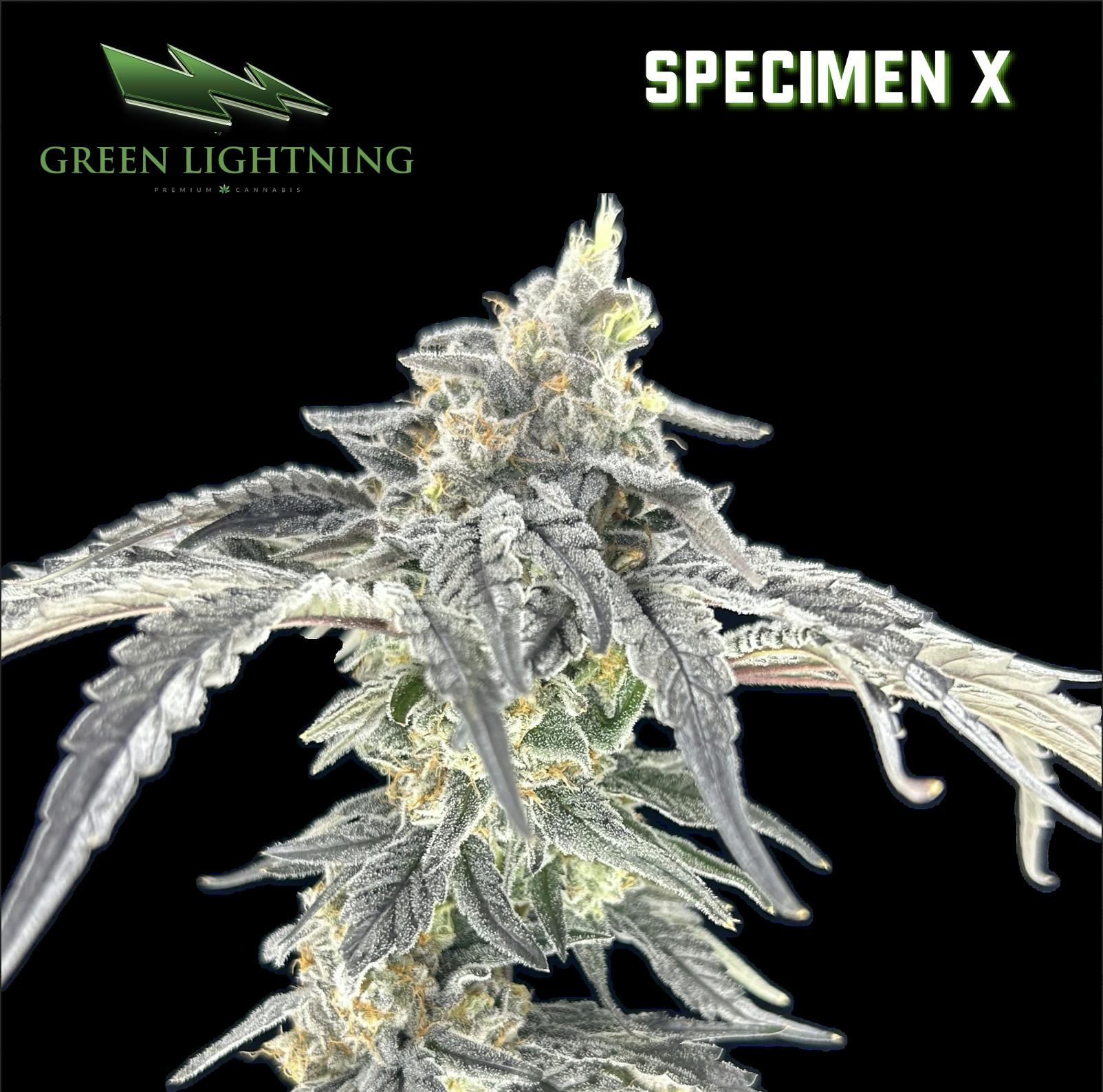 Specimen X | 3.5G Flower