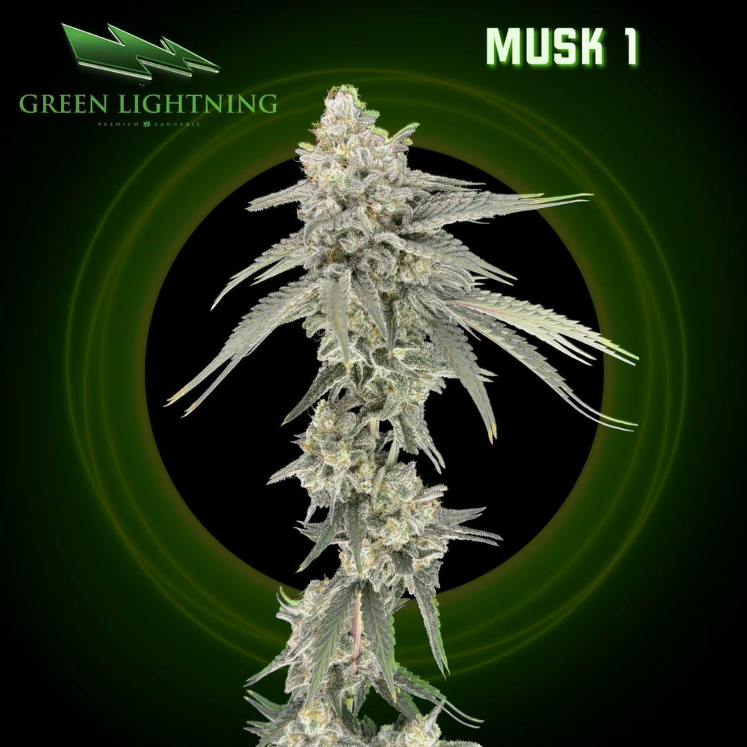Musk 1 | 3.5G Small Buds