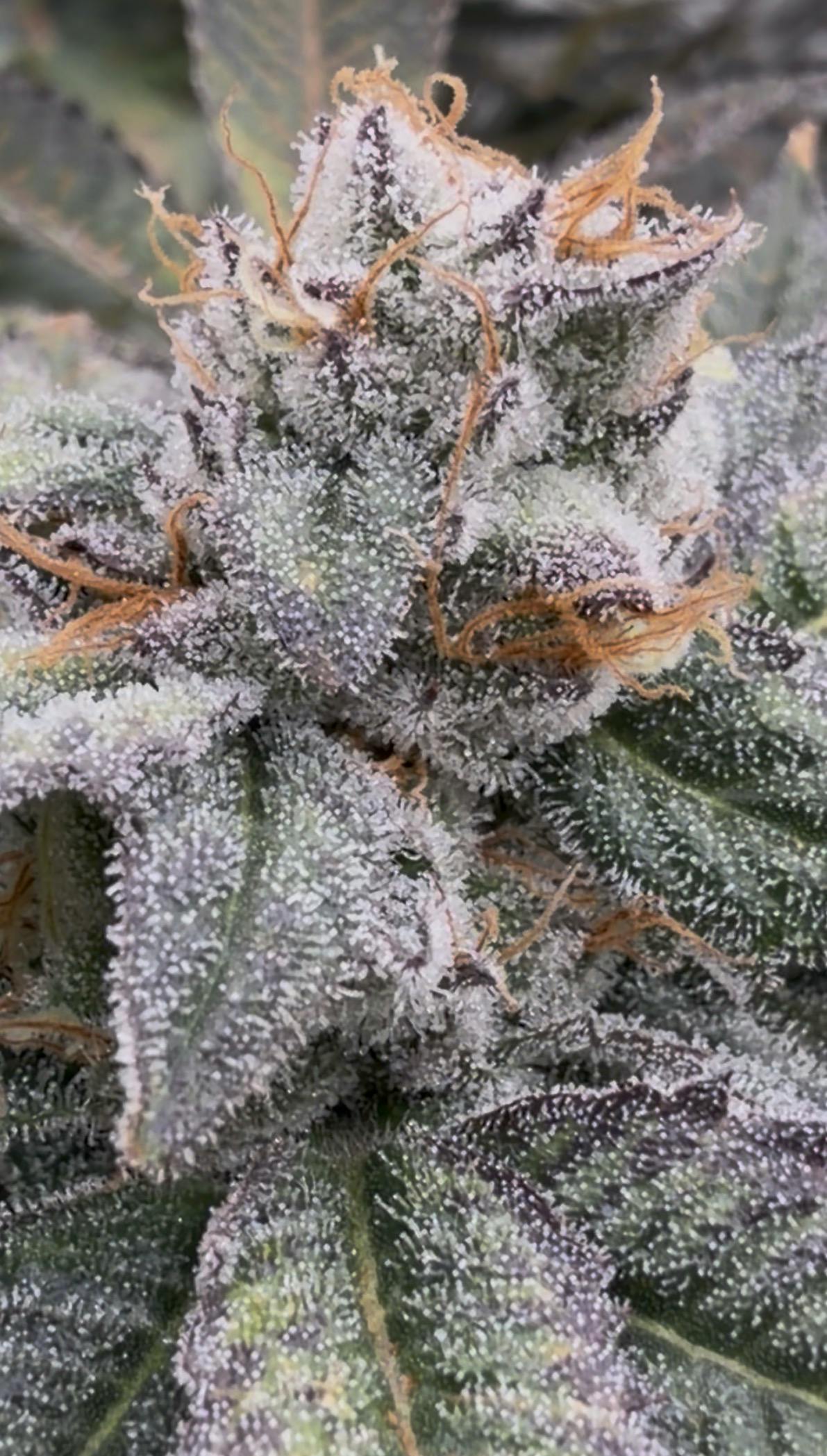 Red Velvet | 3.5G Flower