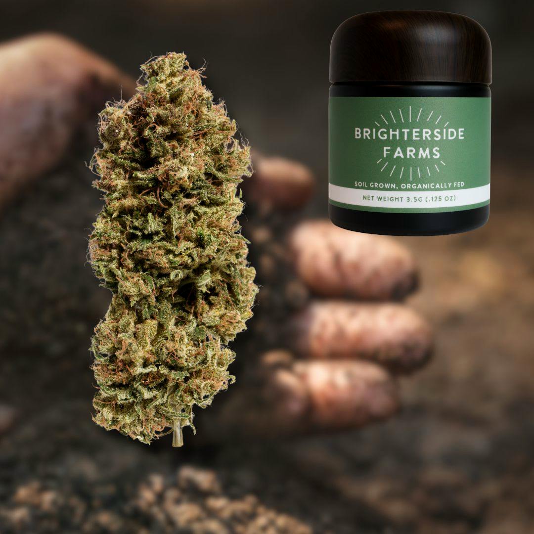 Root Beer | 3.5G Flower
