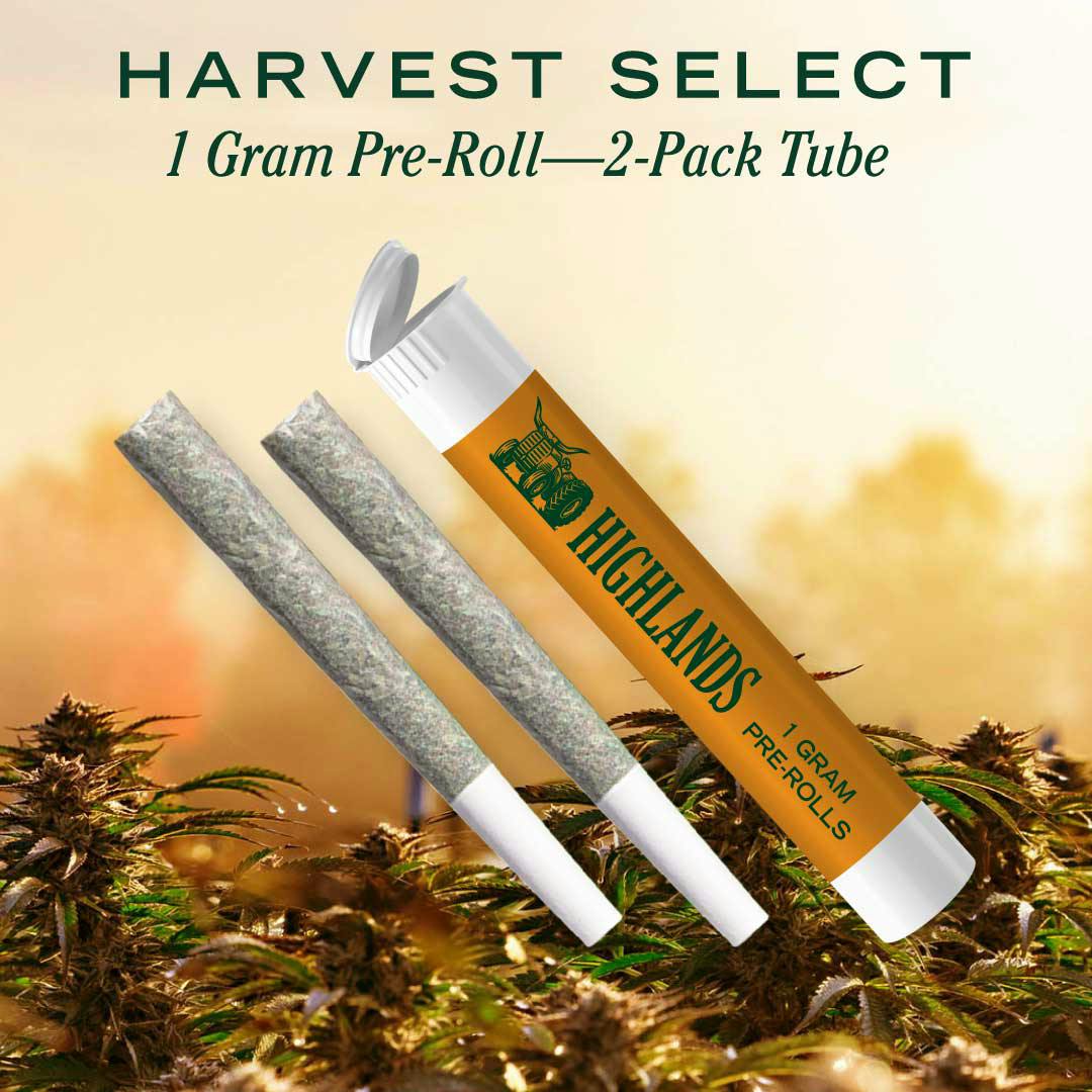 Sour Tangie - 2 Pack