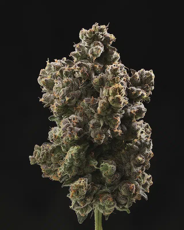 The Fruit | 28g | Hybrid