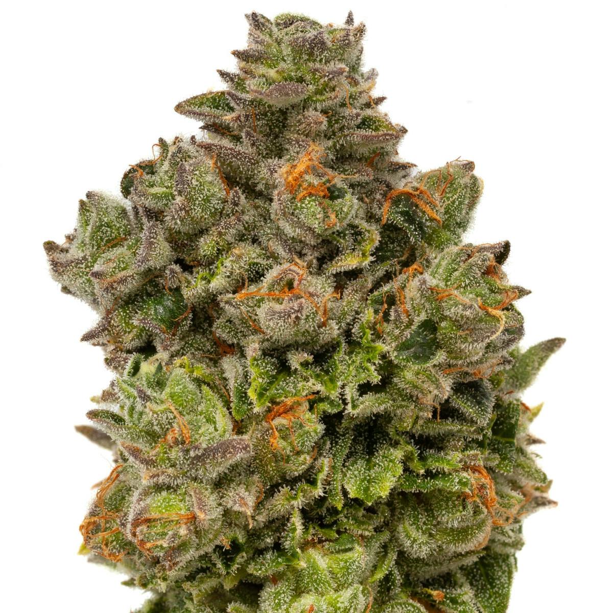 Citrus Rush | 3.5g | Indica Dom. Hybrid