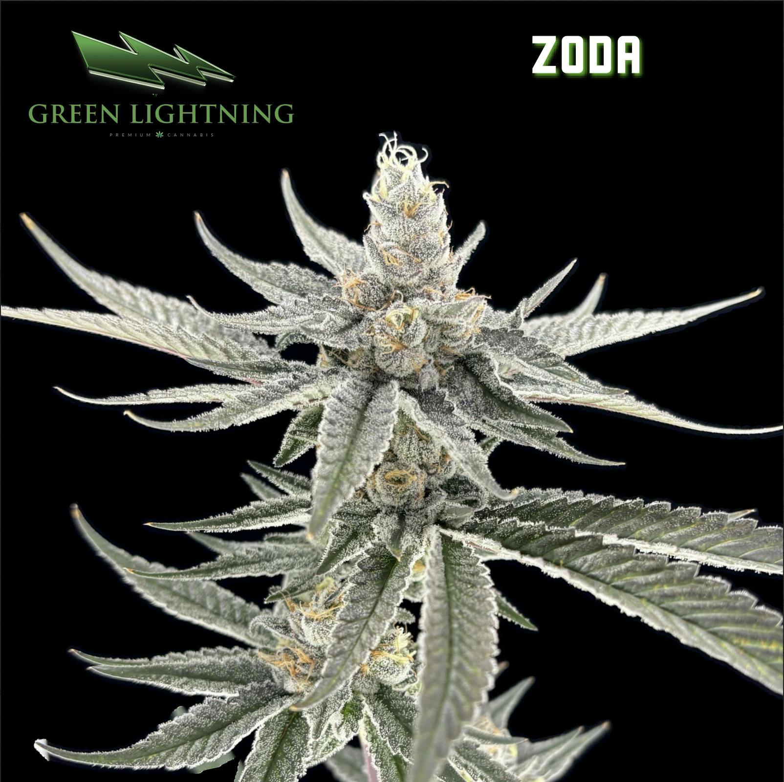 Zoda | 7G Small Buds