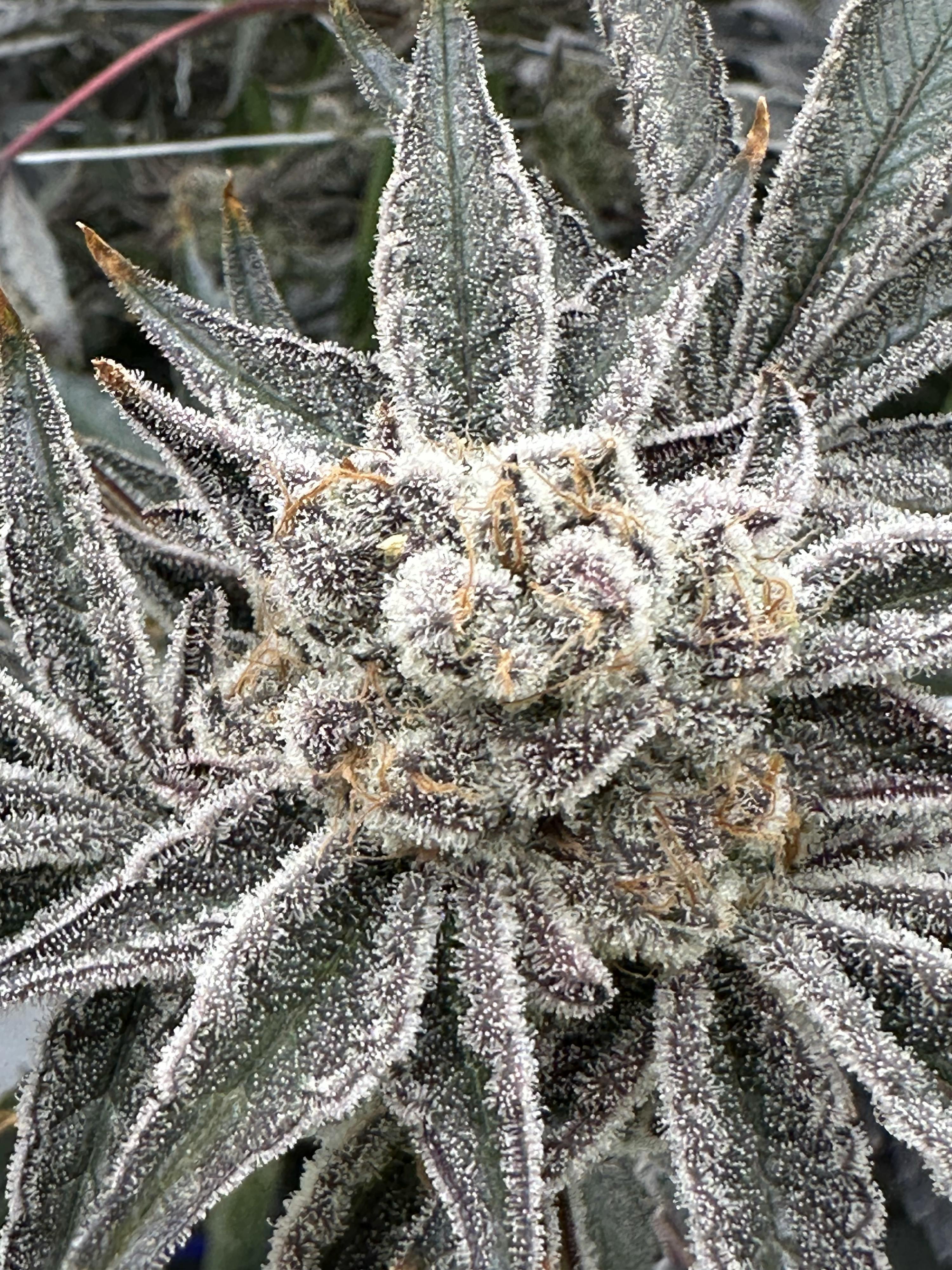 Grapes & Cream | 3.5G Flower