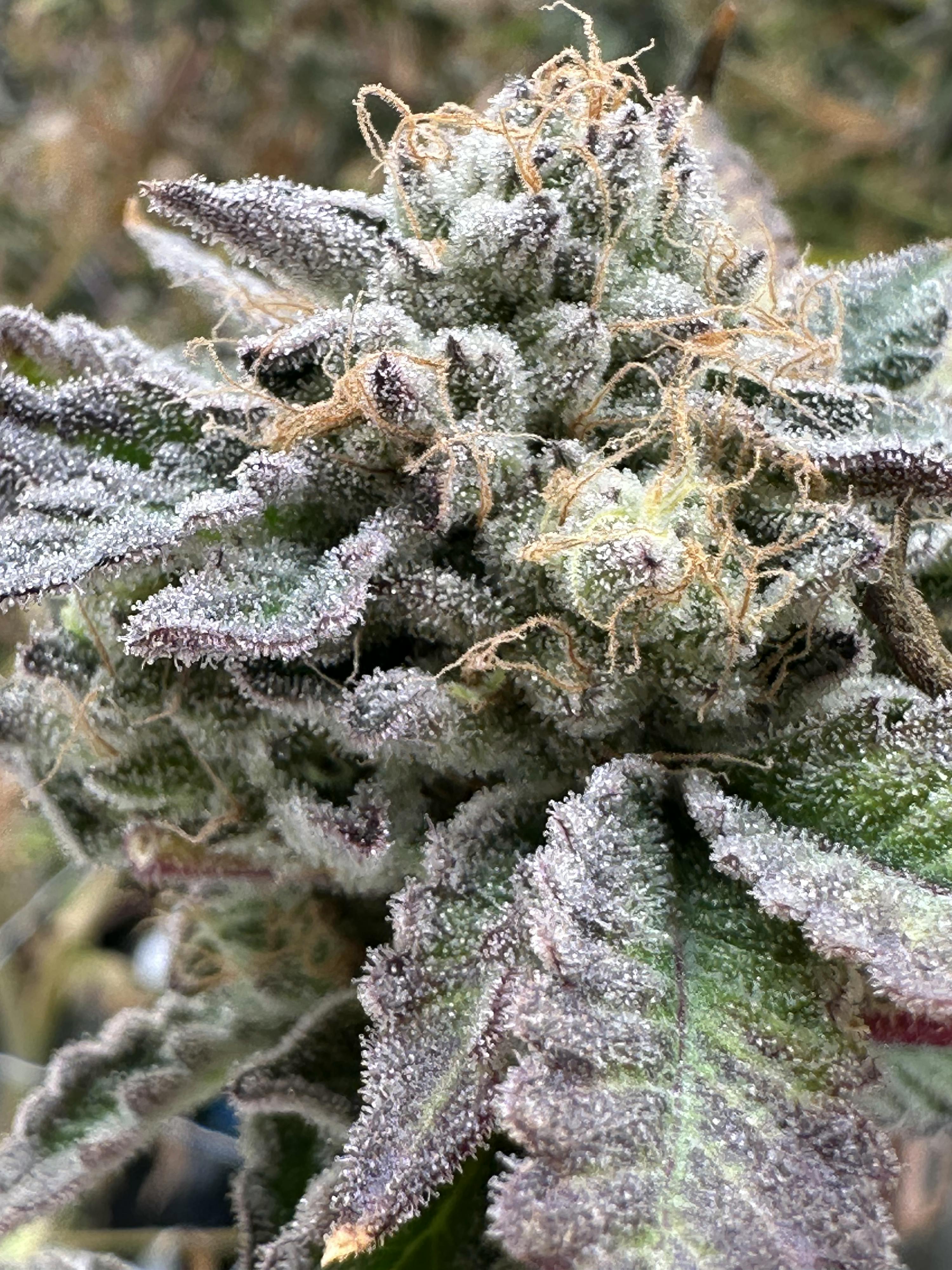 Medellin | 3.5G Flower
