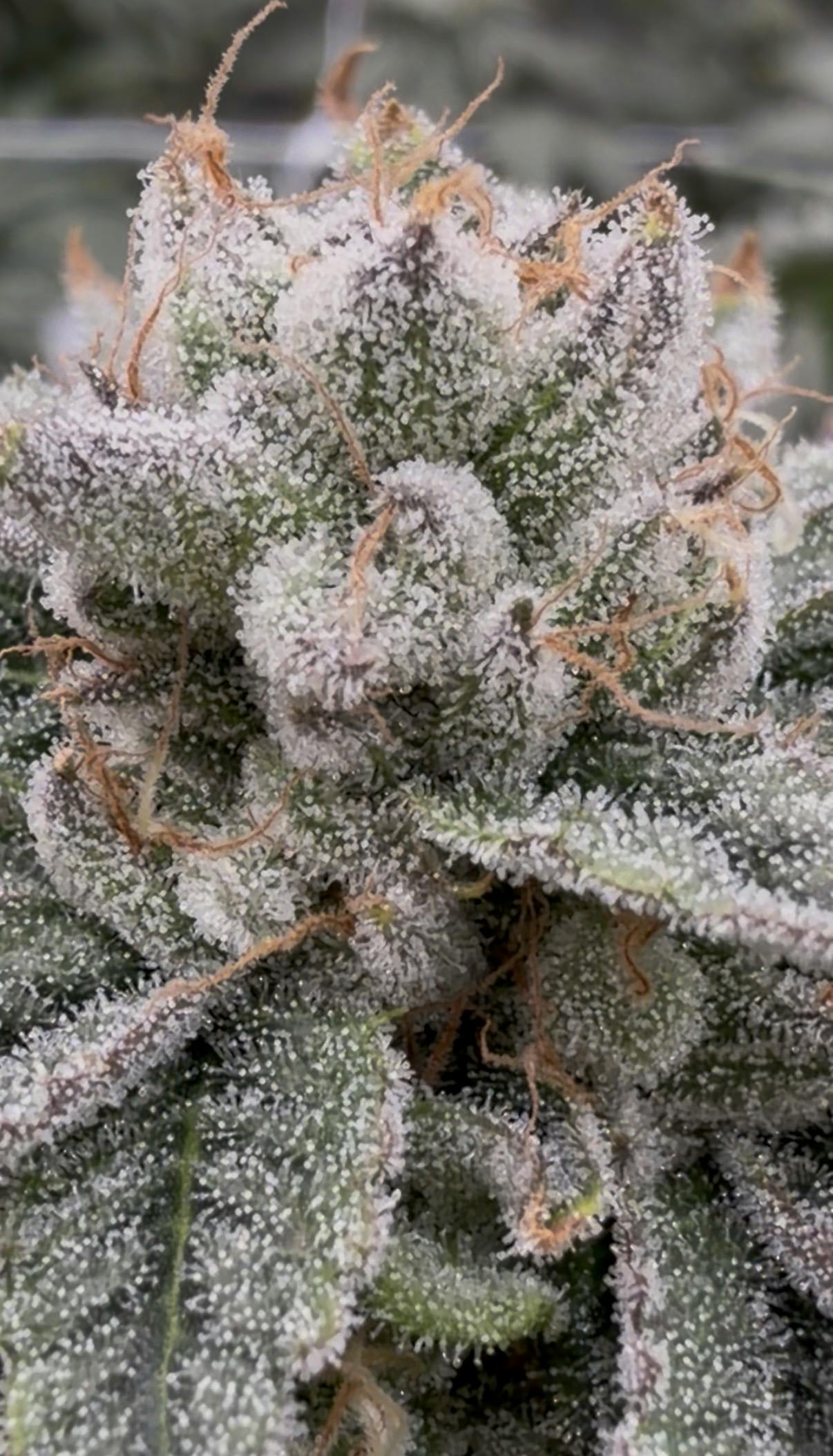 Giraffe Puzzy | 3.5G Flower