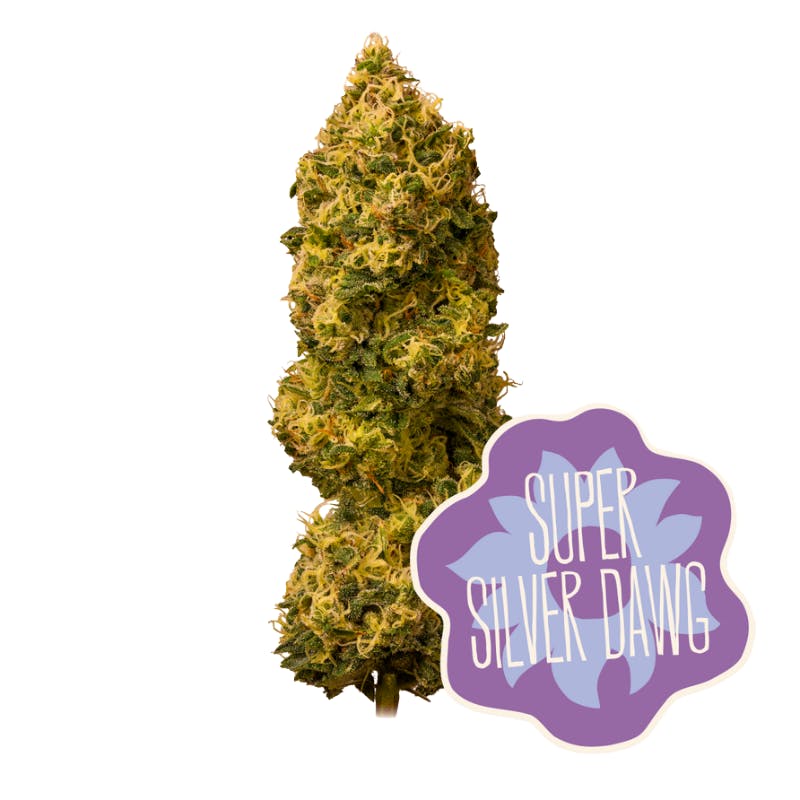 Super Silver Dawg - 1g
