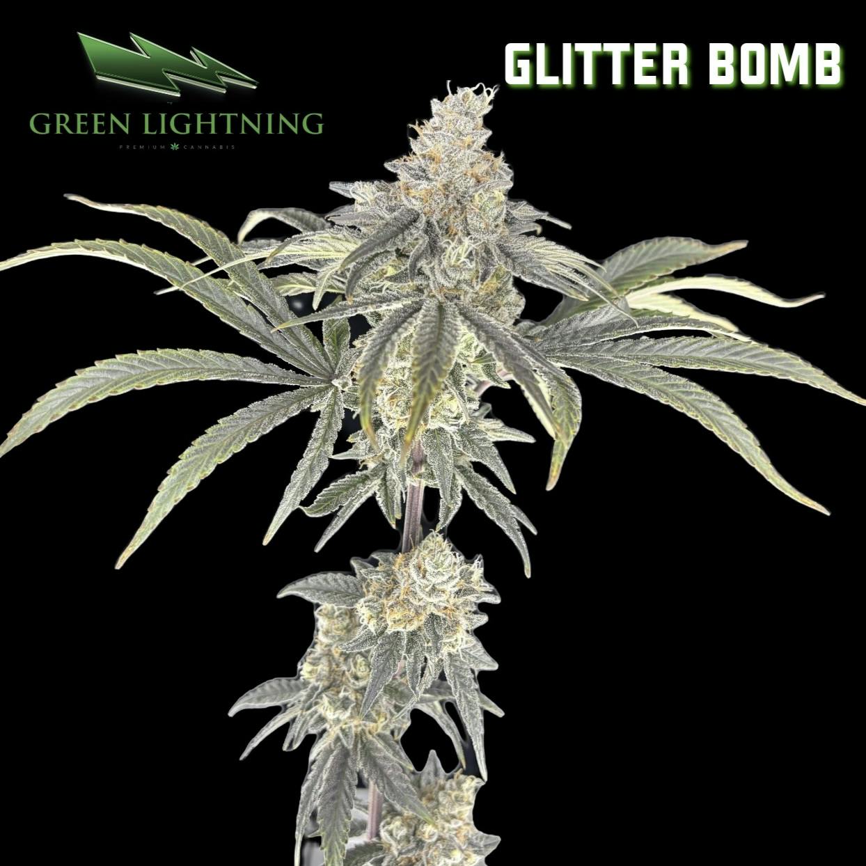 Glitter Bomb | 3.5G Flower