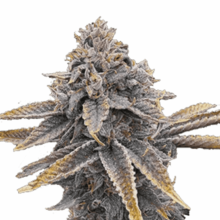 Victory Natural Farms - Sour Blueberry - Smalls - 7g