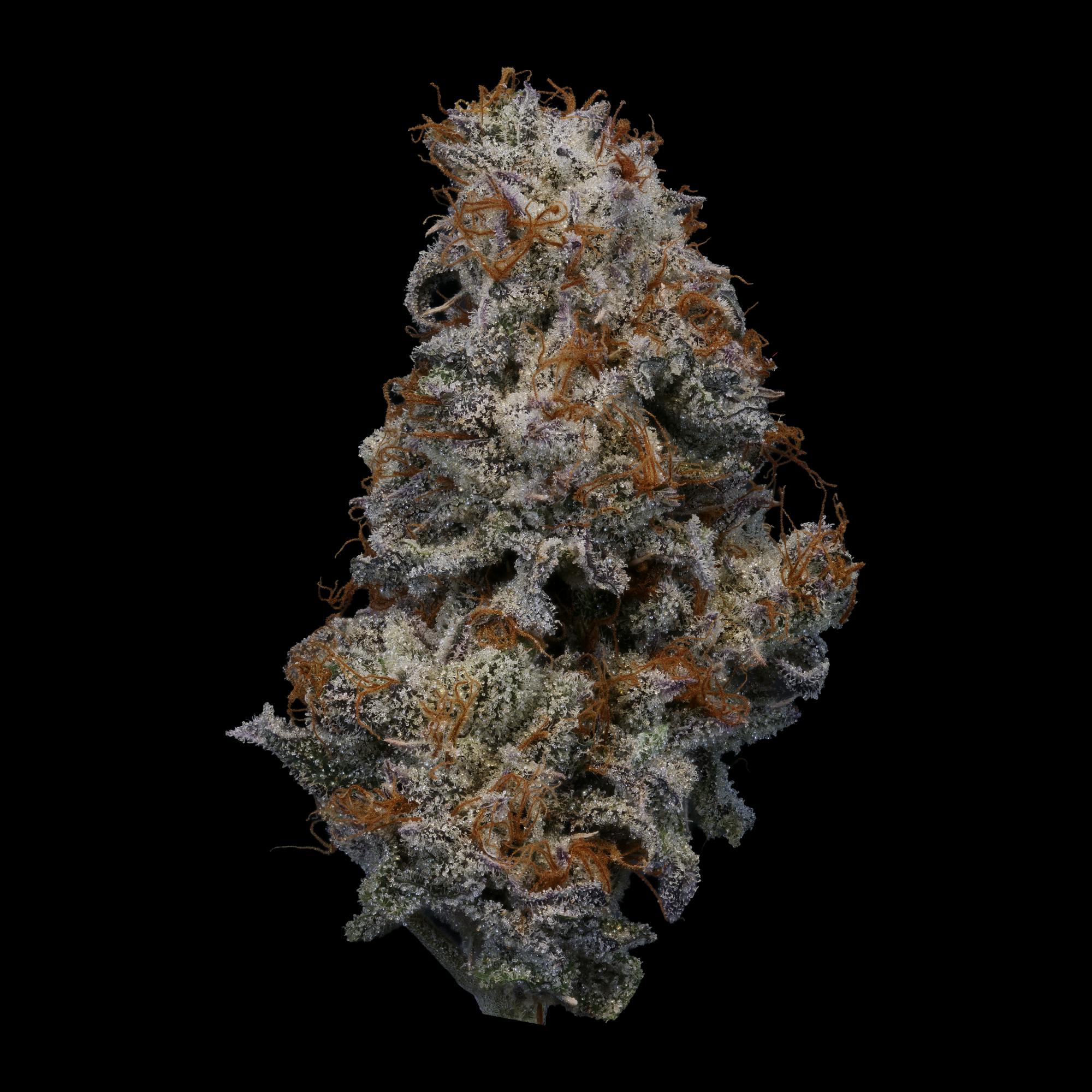 Z Truffle